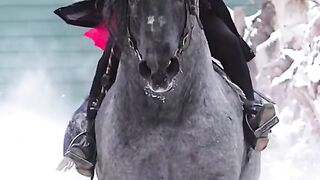 Beautiful Horse Walking In Ice