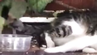 You laugh, You lose ???? Funniest Animals ????