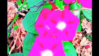 Beautiful flowers