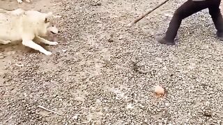 What exactly is going on here #man #animals