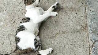Cat vs Chicken  Fight Must watch