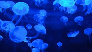 Dive into the mesmerizing world of jellyfish