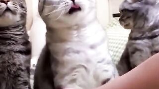Animals funny video.cumint