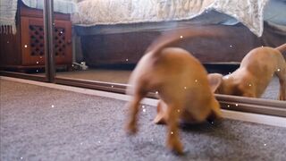Dogs funny videos|funny dog videos|funny dogs|Funny Animal Videos
