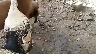 Best Fight chicken vs chicken