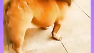 Funny dog