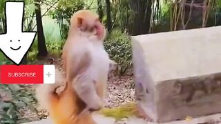 Monkey Funny Walk
