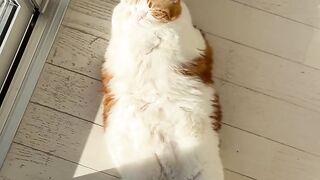 Funney cats cut cats