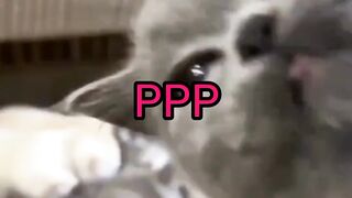 Pakistani awam  and politicians