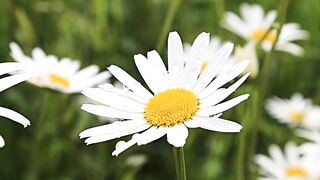 Daisies| Relax your mind
