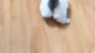 funny baby cat