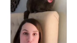 funny cat