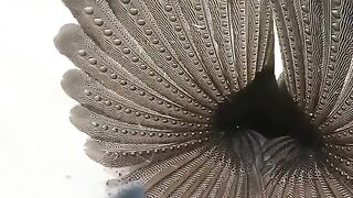 Islamic