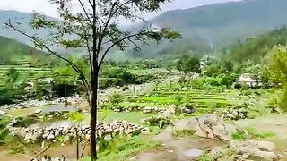 Nice Green place So beautiful  So Nice