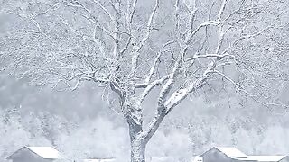 Snow Fall  So nice So beautifully