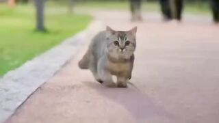 Perfect Cat Walk ????