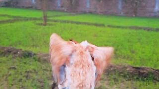 Beautiful Japanese ohh shamoo female.