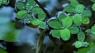 Relaxing Rain Video.