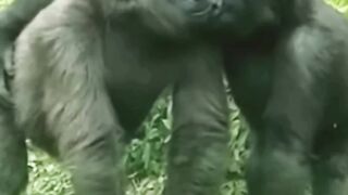 Amazing punjabi dubbing video