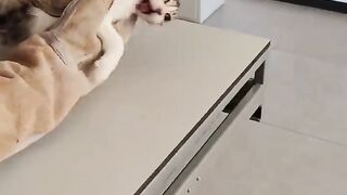 Spicy kitten has an open wound and bites the vet to get relaxed