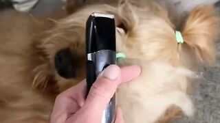 Cutting off my dogs’s man bun!