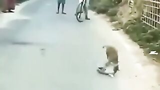 New video Monkey Vs dog latest funny 2023