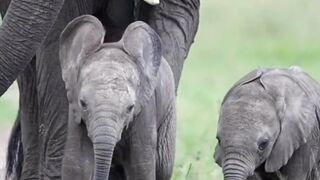Elephant with babies