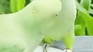 Talking Parrot