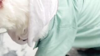 cat video