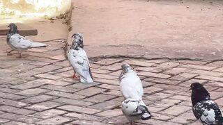 Feeding Pigeons