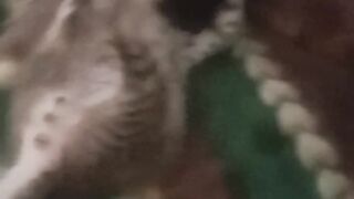 Kitten wrisletling wwe