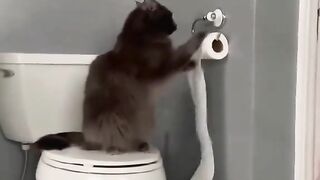 Funny cats