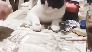 Funny cats