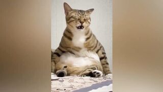 Funniest Animals 2023 ???? Funny Cats and Dogs Videos ????????