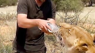 Lion is drinking water and