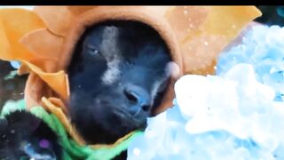 Funny Goat Babies Enjoying snow fall