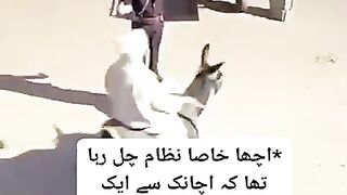 Funny Video