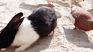 Rabbit and pigeons friends relation #video #rabbit #pigeons