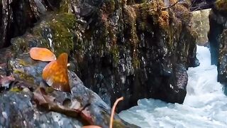 Amazing nature of beauty