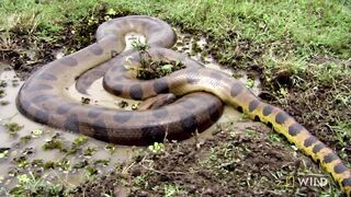 ANACONDA    AND  HIS  FAMILY