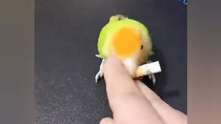 Satisfying And Relaxation Compilation in Tik Tok #62 • Oddly Satisfying Video