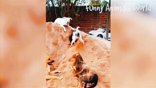 Funny video, pets funny video,cats funny video febspot virla