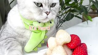 Have_you_Ever_Eaten_stawberries_like this__cat cooking food