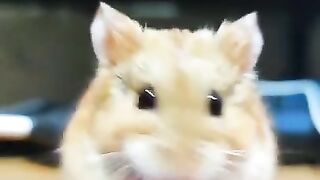 Try do not to laugh hamster