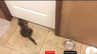 Funniest Cats _ Funny Baby Cat reaction videos Compilation Part 11 #catfunny.