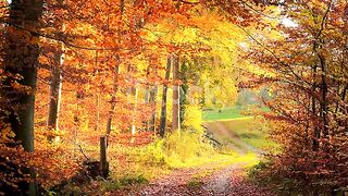 Moving along an idyllic path out of the forest