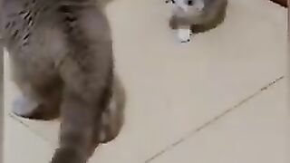 Cat is funny