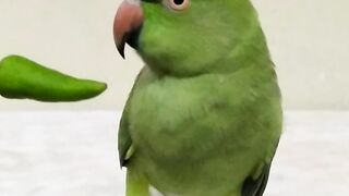 Parrot