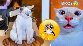 Funny Dogs And Cats Videos 2023 ????????| Funny animal videos ???? | Funny Animal Zoo