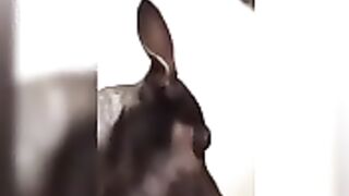 Funniest Cats & Dogs Awesome Pet Animals